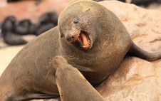 Angry Seal Stock Photography