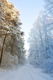 Winter Snow Forest - The Beginning Of Spring Stock Image Winter Snow Forest - The Beginning Of Spring Stock Image
