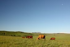 Cows Royalty Free Stock Image Cows Royalty Free Stock Image