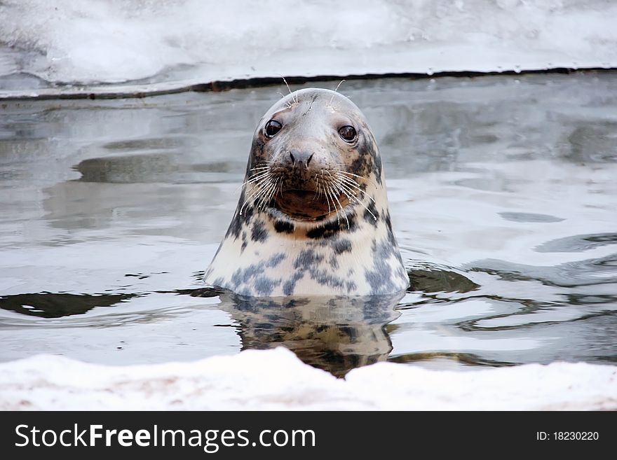 Sea-dog in the water, between the floes.