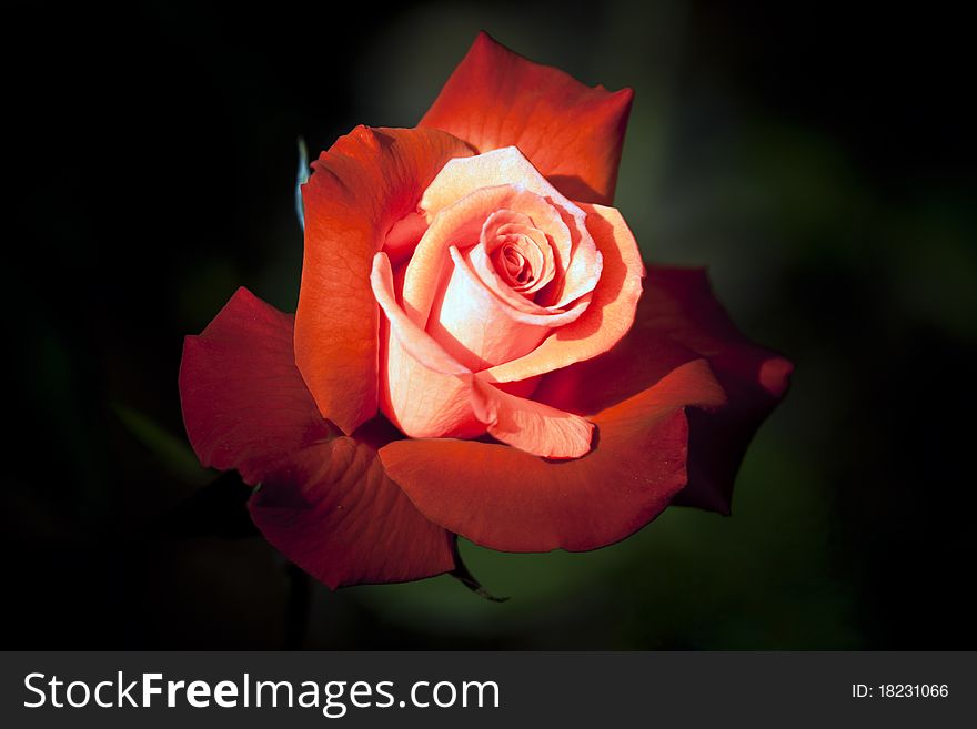 A beautiful singular red rose. A beautiful singular red rose