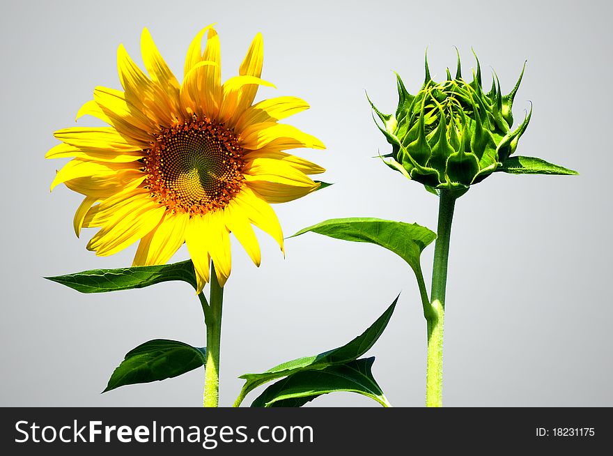 Sunflower and bud sun flower with isolate background