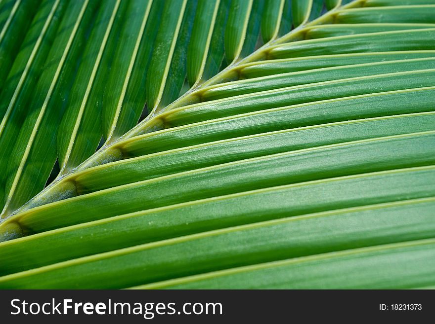 Close up of green coconut leaf