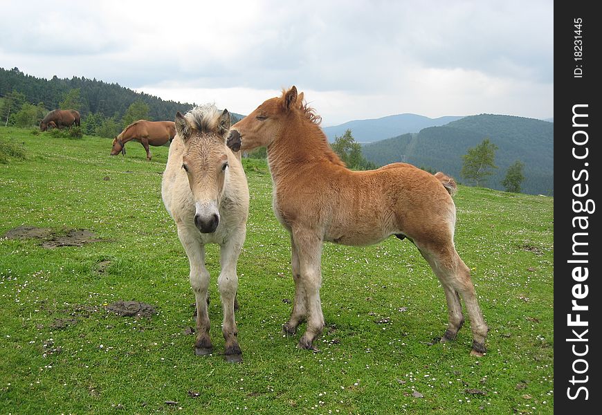 Little horse scratching other little horse in a meadow