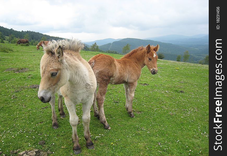 Two Little horses posing to camera in a meadow