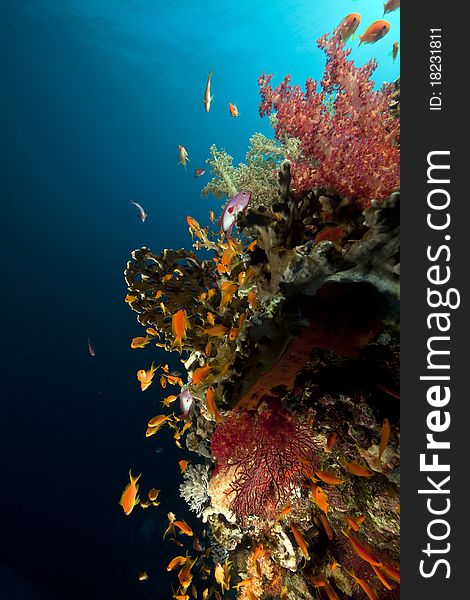 Fish, coral and sun in the Red Sea.