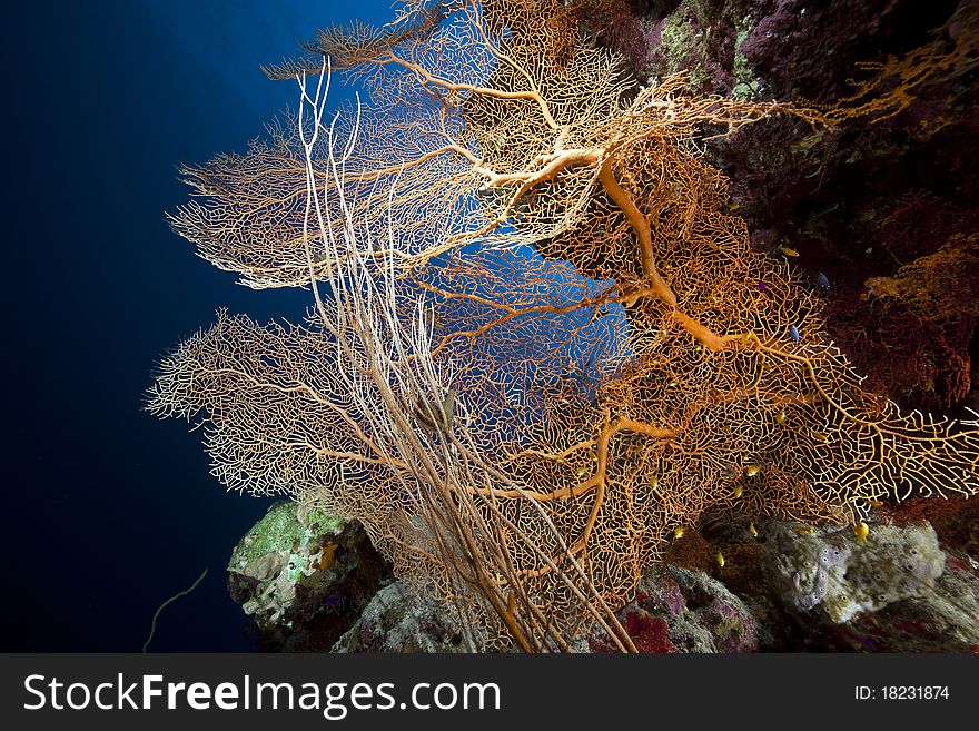 Sea fan, coral and fish in the Red Sea.