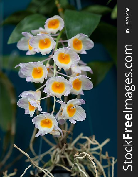 Close up of white orchid