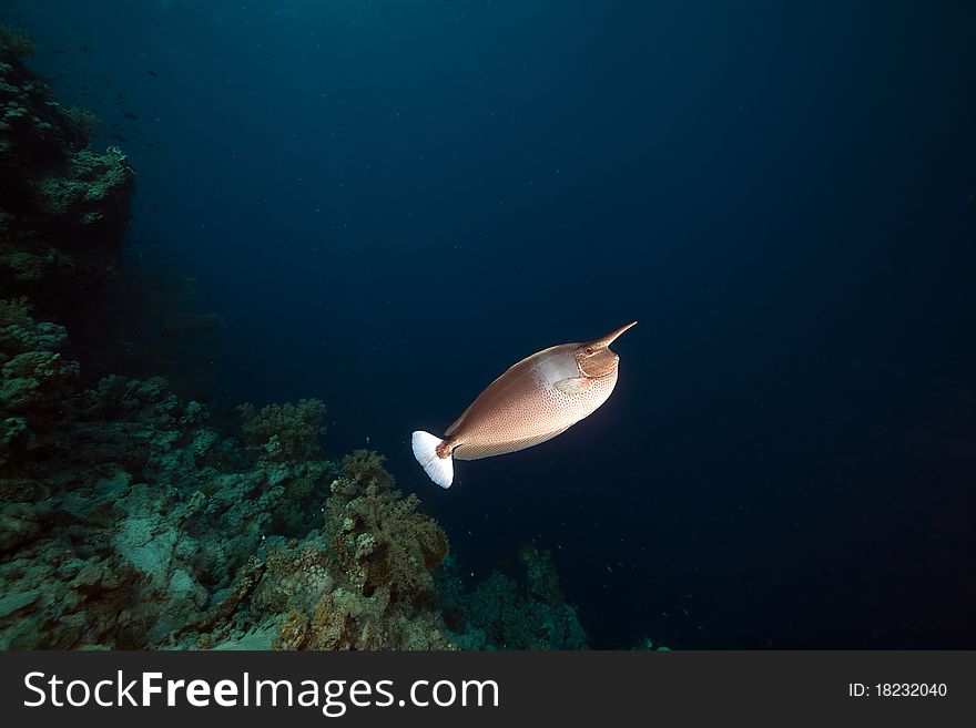 Spotted unicornfish  in the Red Sea.