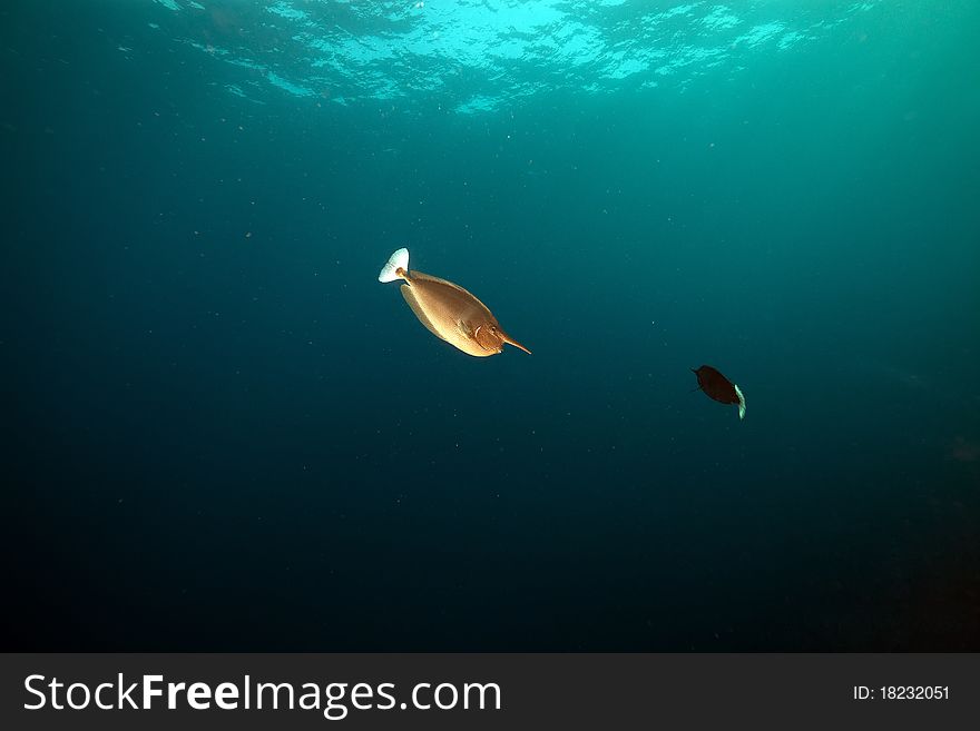 Spotted unicornfish (naso brevirostris) in the Red Sea. Spotted unicornfish (naso brevirostris) in the Red Sea.