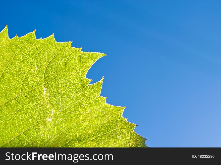 Part of grape leaf on a blue sky