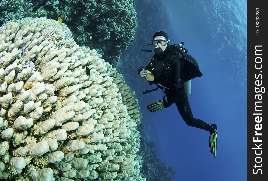 Coral reef with scuba divers in the background. Coral reef with scuba divers in the background