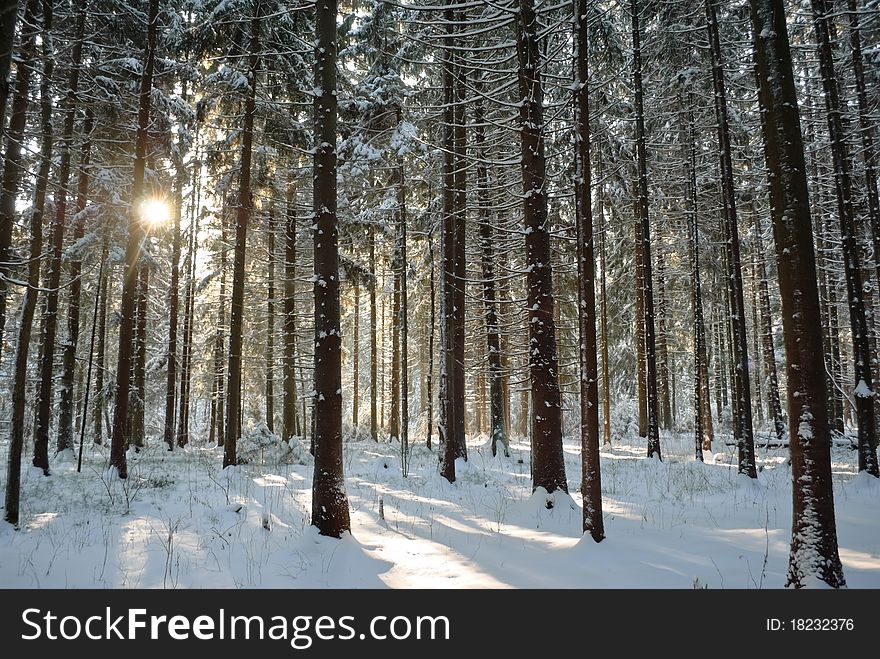 Forest in winter under bright sun. Forest in winter under bright sun