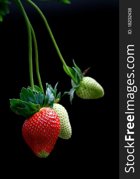 Colors of different ripening stages of strawberries