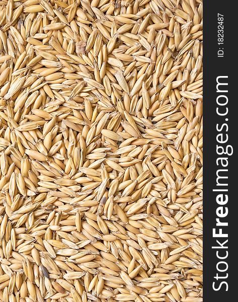 Background from ripe grains of oat