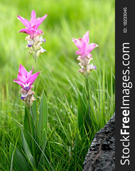 Field of Siam tulip on hill of national park in Thailand