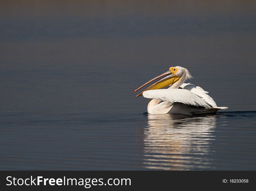 White Pelican in Summer on water