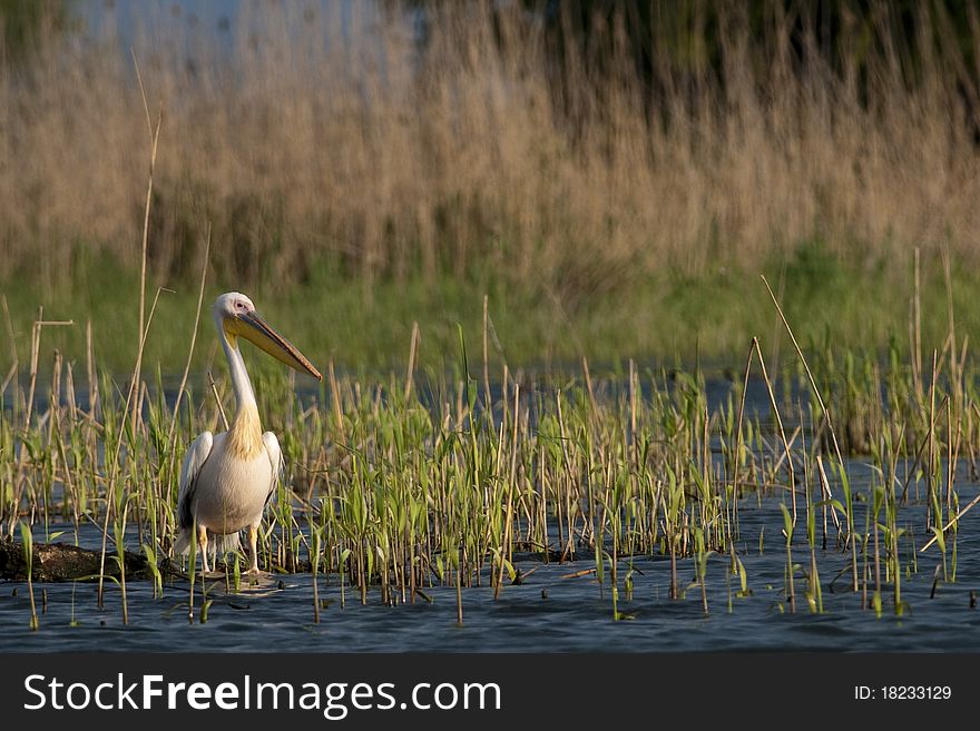 White Pelican resting on water