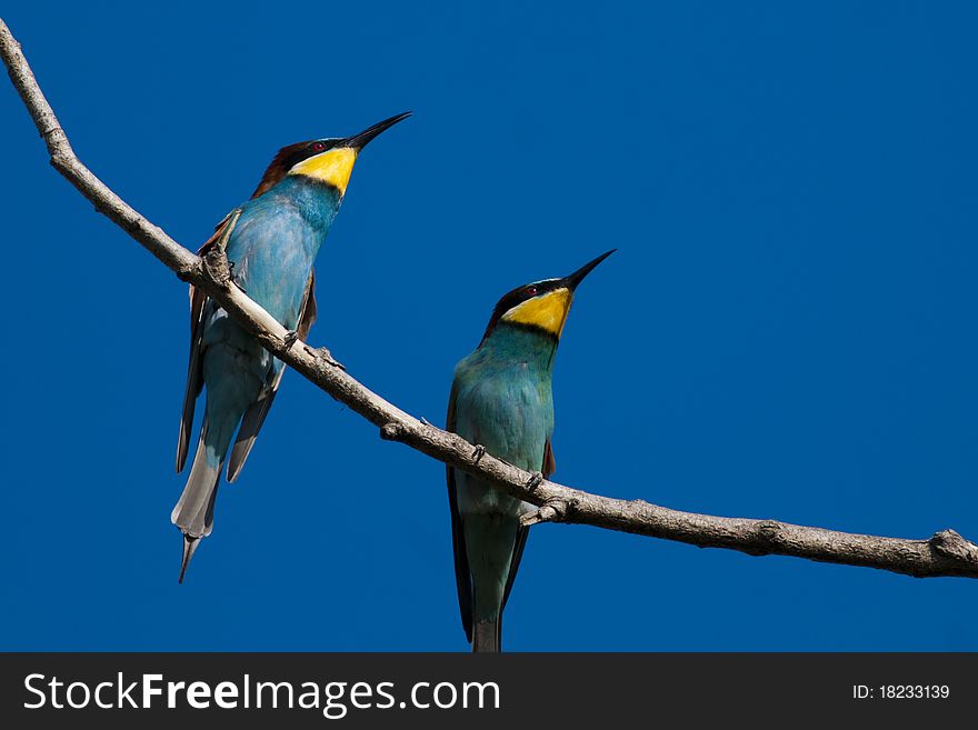 Bee Eaters on a branch on blue sky