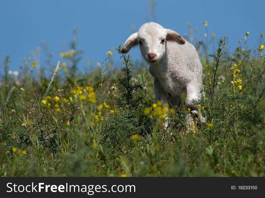 Cute Lamb on filed in spring