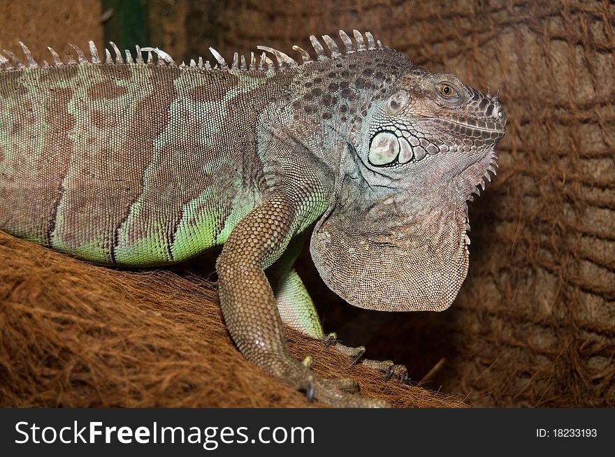 Green Iguana Portrait in terrarium