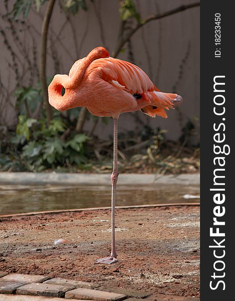 A red crane stand by one foot