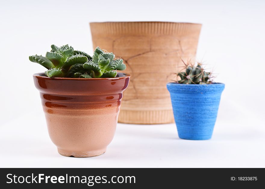 Assorted houseplants on white background