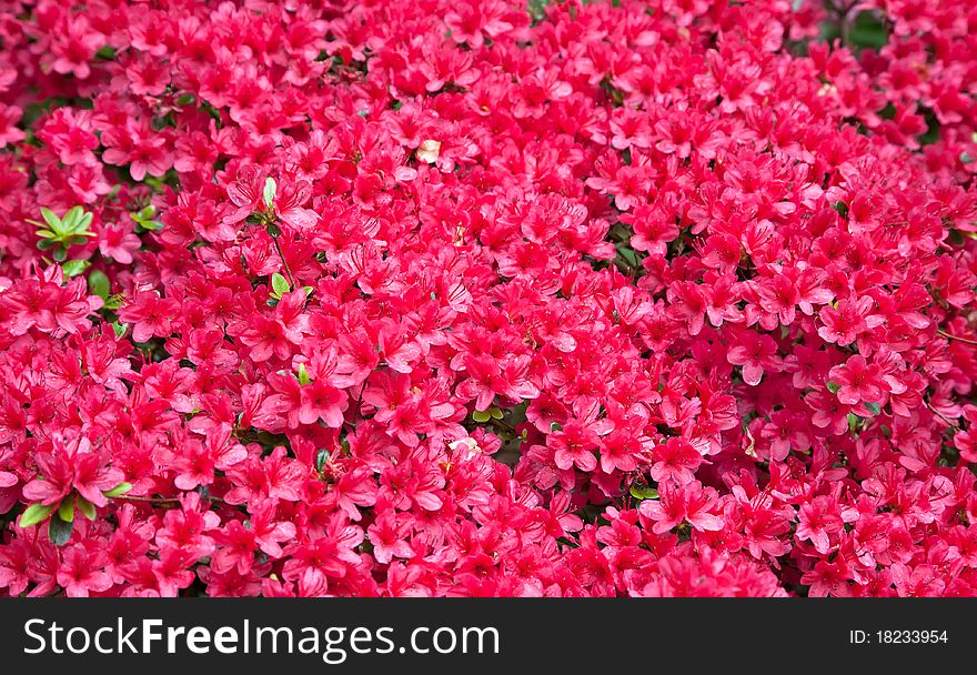 Background Of Red Azalea Flowers