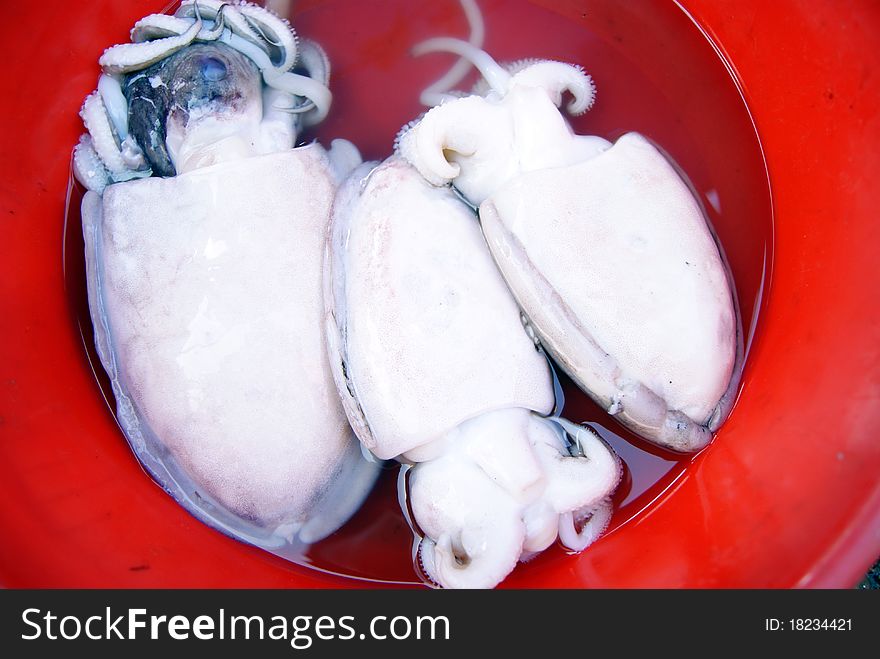 Squid, white, large, packed in red bowl.