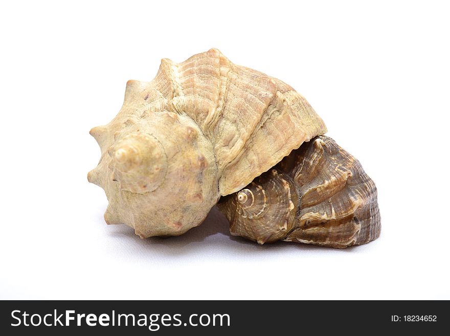 Photo of cockleshells on a white background