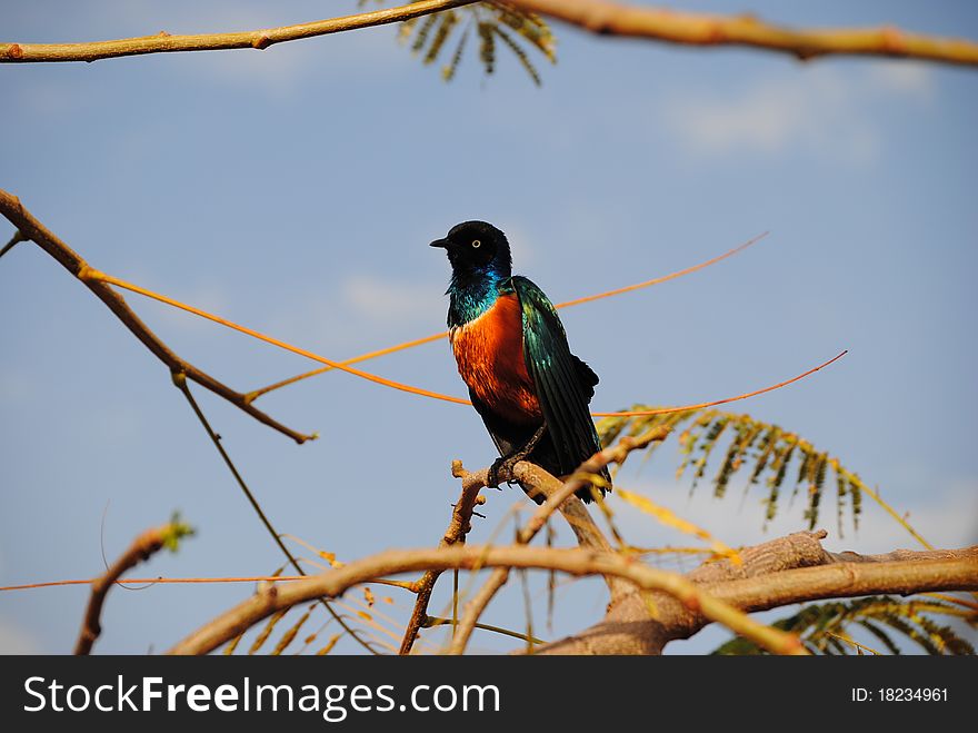 Superb Starling bird