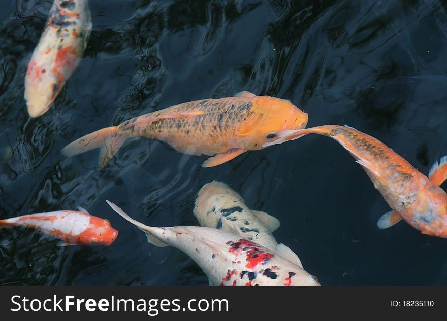 Some Koi fish in a pond