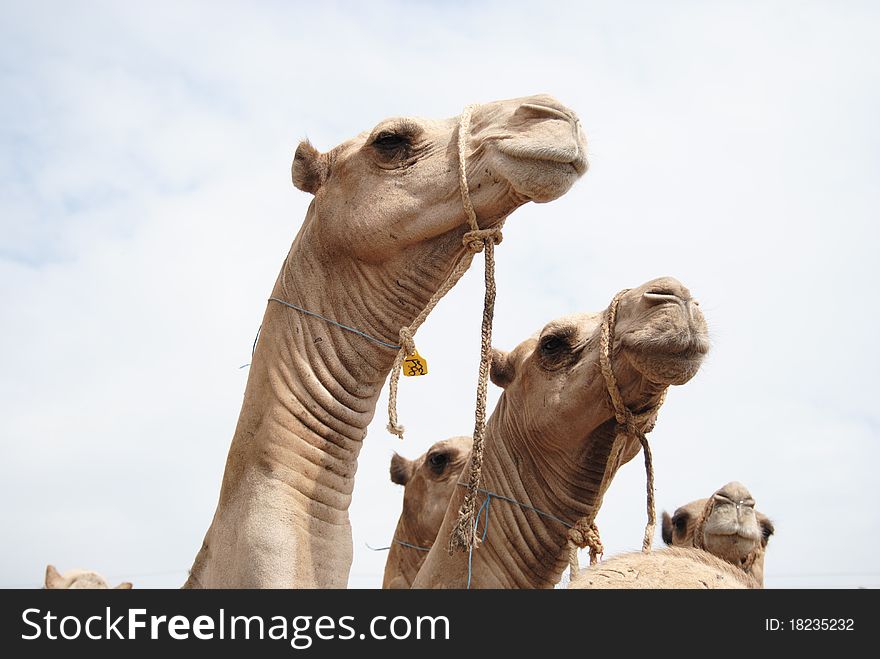 Closeup of camels on truck