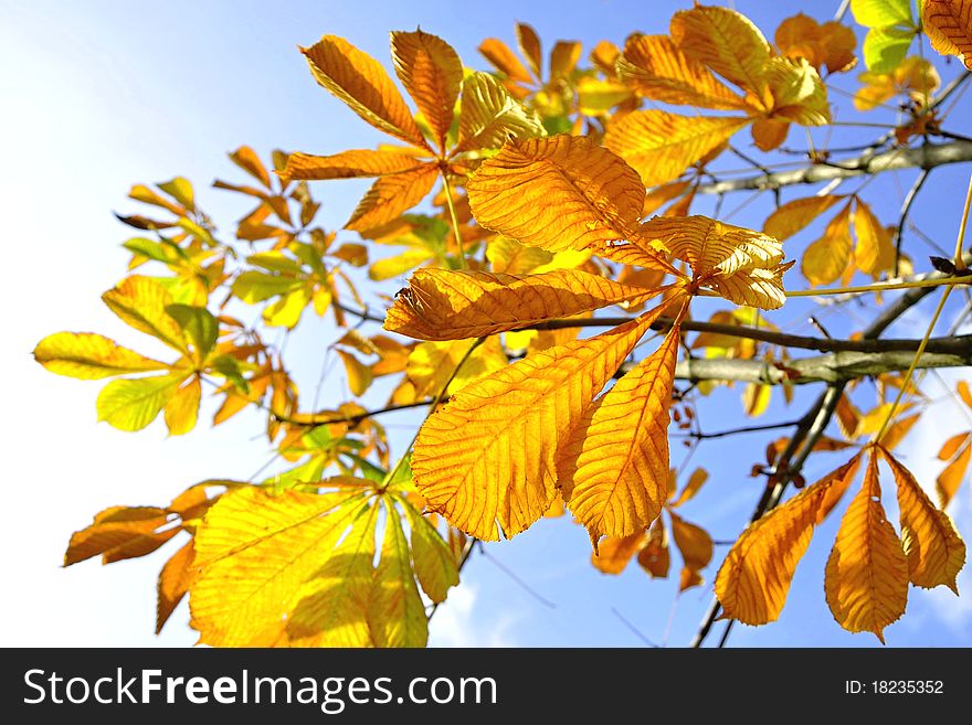 Orange and yellow leaves