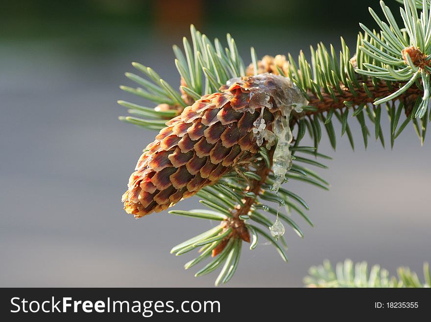 Fir cone with flowing galipot;deal apple;fir branch with cone;running galipot on a cone;