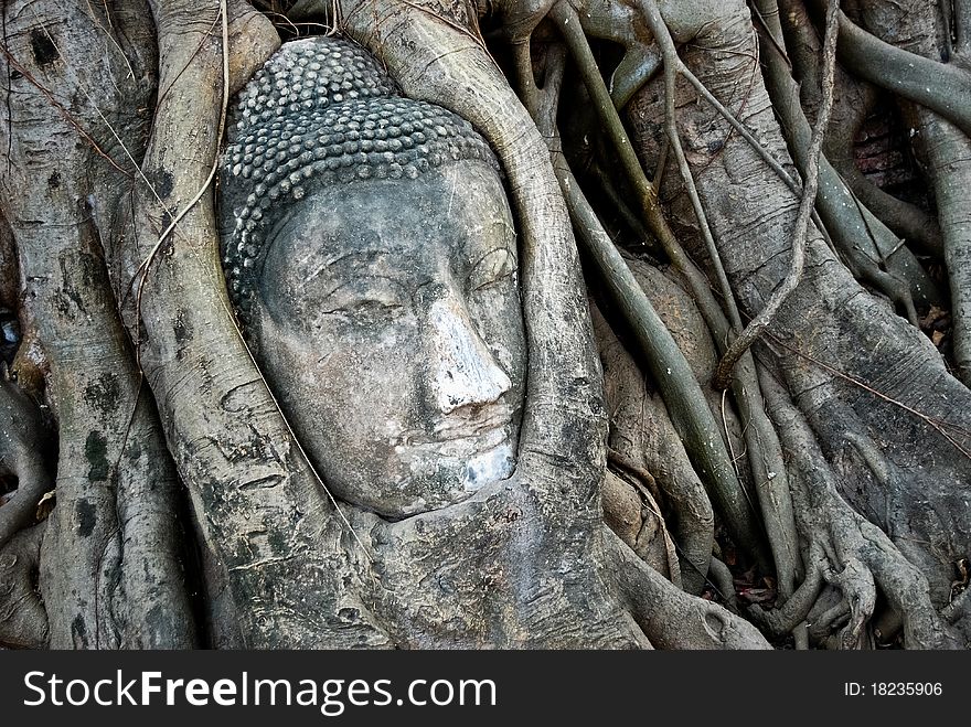 Head of Ancient Buddha made from sandstone in the overgrown tree , Asia , Thailand. Head of Ancient Buddha made from sandstone in the overgrown tree , Asia , Thailand