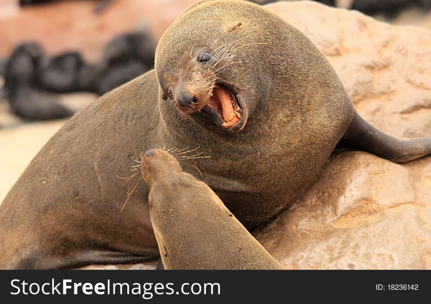 Angry Seal