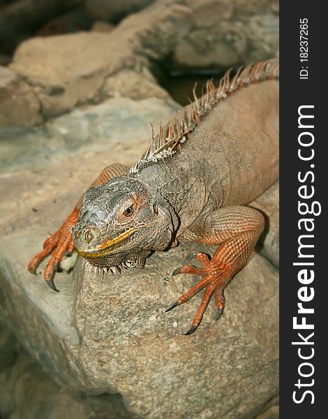 Guana sitting on a rock on a summer day. Guana sitting on a rock on a summer day