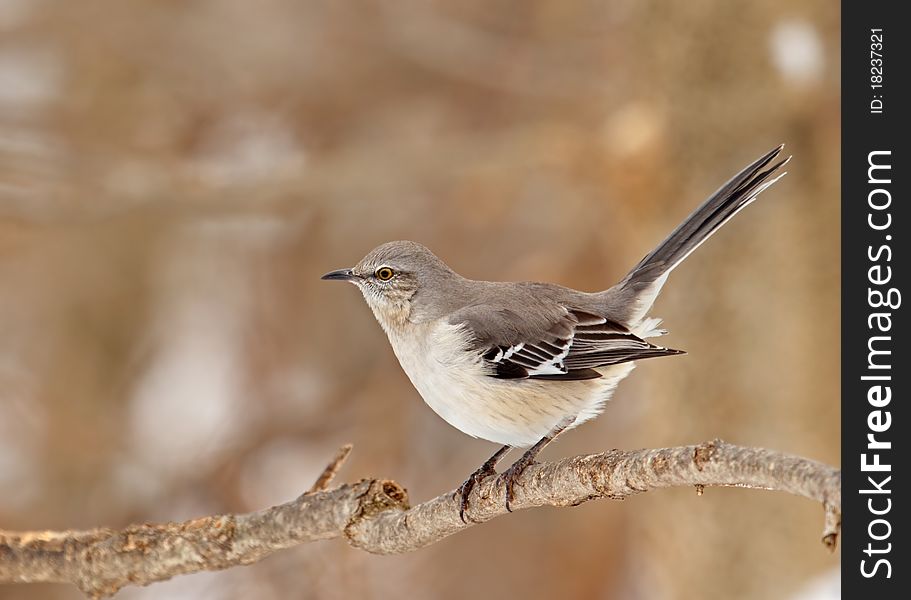 Northern Mockingbird, Mimus Polyglottos