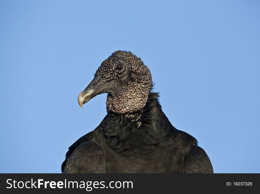 Black Vulture (Coragyps atratus) in Everglades National Park