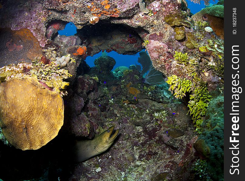 Underwater off the coast of Roatan Honduras - large Green Moray (Gymnothorax funebris). Underwater off the coast of Roatan Honduras - large Green Moray (Gymnothorax funebris)