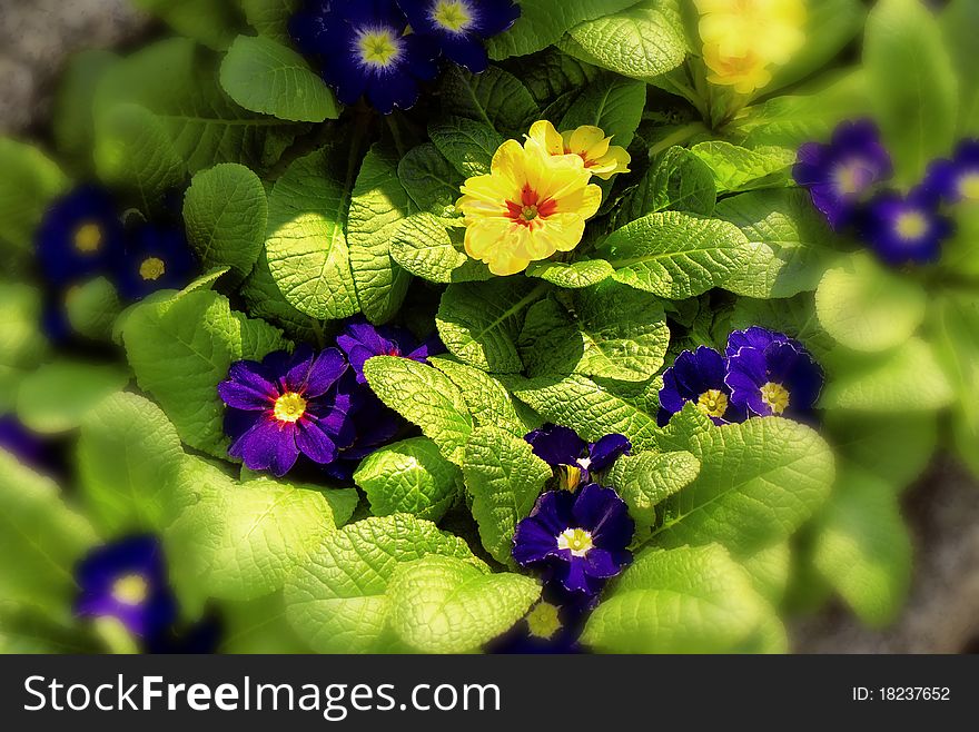 Yellow And Blue Primroses
