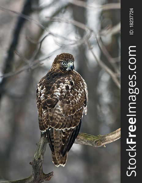 Red Tailed Hawk (Buteo Jamaicensis) perched in tree in Central Park, New York City in winter