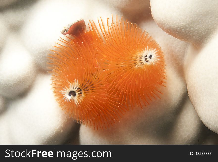 Christmas tree worm on bleached coral in ocean