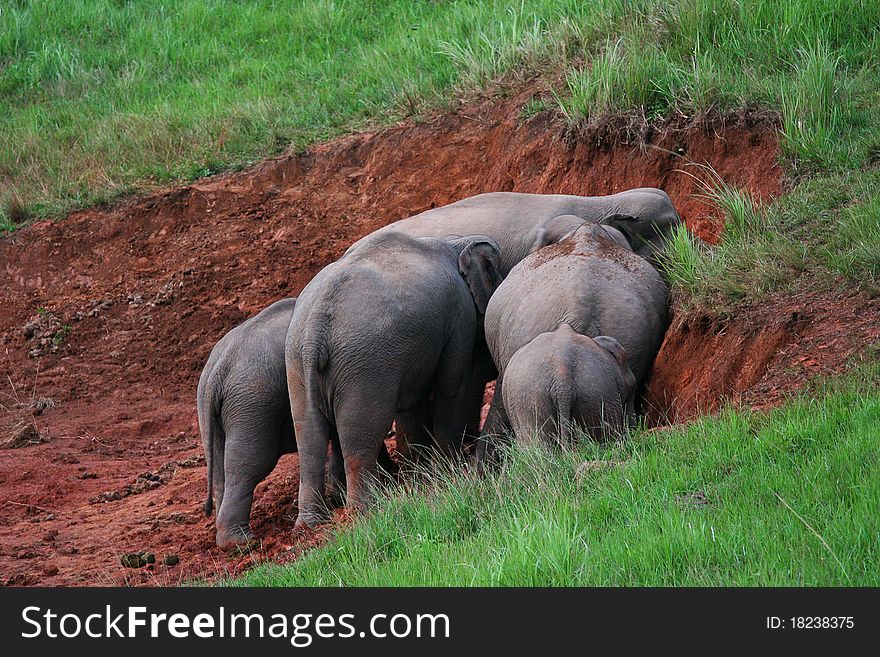 Asian elephant family eat salted soil