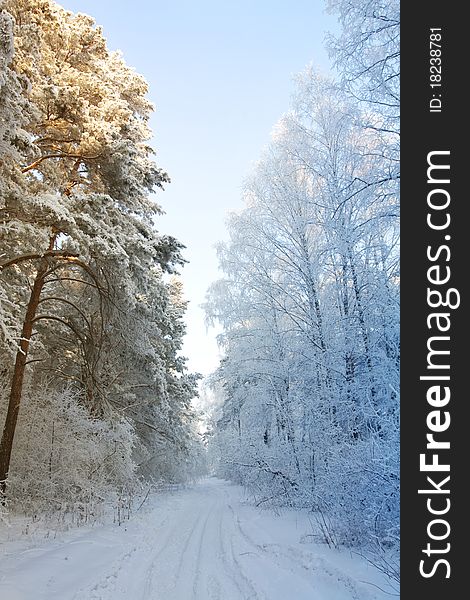 Winter Snow Forest - The Beginning Of Spring