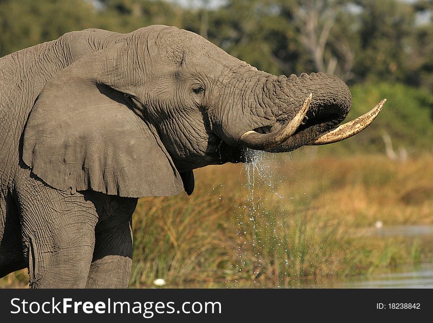 Elephant drinking at a water hole in Botswana