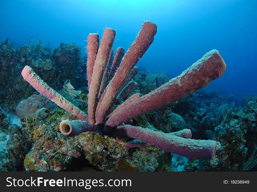 Sponge corals in the ocean. Sponge corals in the ocean