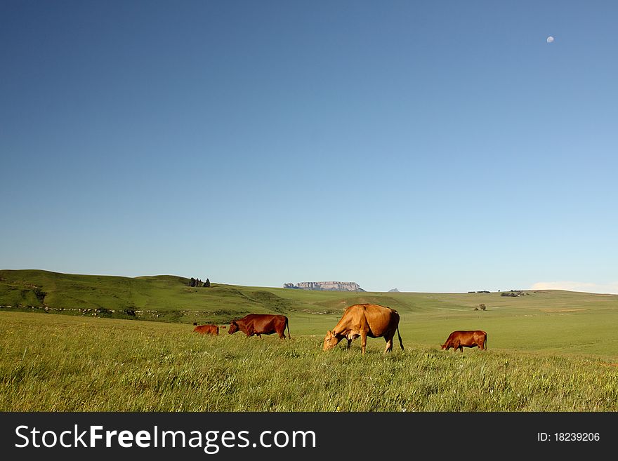 A couple of cows are seen grazing in farmlands. The moon is visible in the blue sky