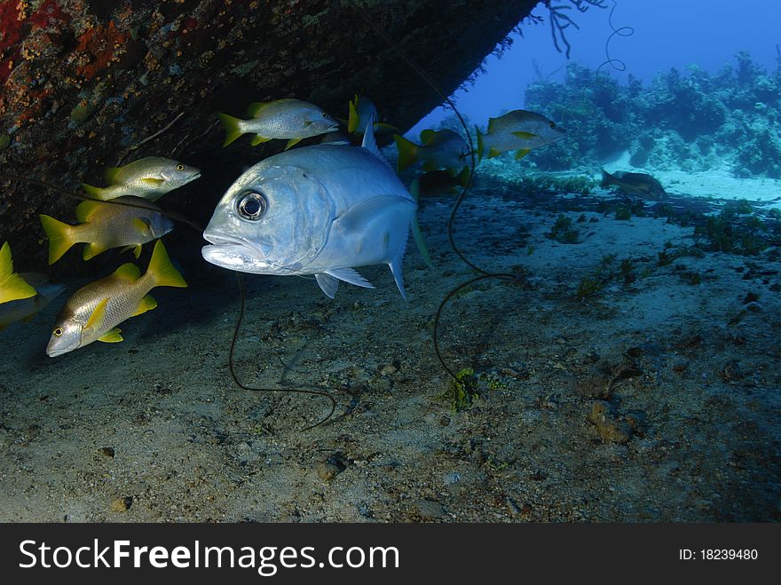 Big eyed travelli fish in ocean. Big eyed travelli fish in ocean